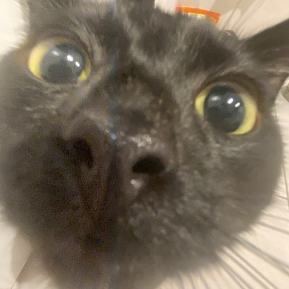 Meet your Posher, Emma - Picture 1 of 1